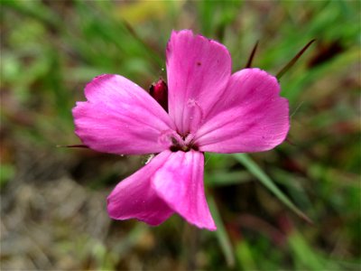 Kartäusernelke (Dianthus carthusianorum) in der Kurfürstenallage in Heidelberg