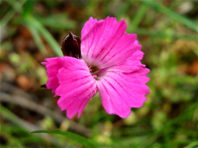 Kartäusernelke (Dianthus carthusianorum) in der Kurfürstenallage in Heidelberg