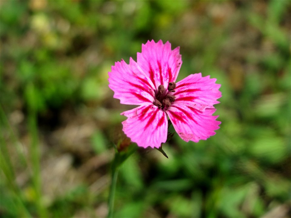 Kartäusernelke (Dianthus carthusianorum) im Schwetzinger Hardt - an der Bahnstrecke Mannheim-Karlsruhe findet sich ein kleines Sandmagerrasen-Biotop mit typischer Binnendünen-Vegetation