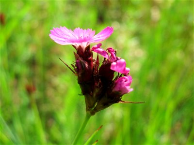 Kartäusernelke (Dianthus carthusianorum) im Schwetzinger Hardt - an der Bahnstrecke Mannheim-Karlsruhe findet sich ein kleines Sandmagerrasen-Biotop mit typischer Binnendünen-Vegetation