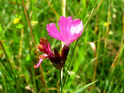 Kartäusernelke (Dianthus carthusianorum) bei Nußloch