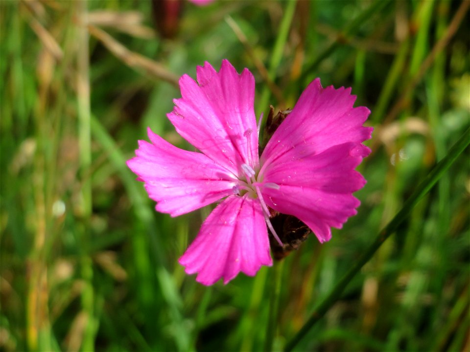 Kartäusernelke (Dianthus carthusianorum) bei Nußloch