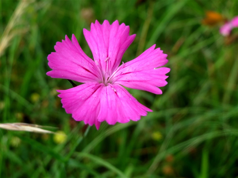 Kartäusernelke (Dianthus carthusianorum) bei Nußloch