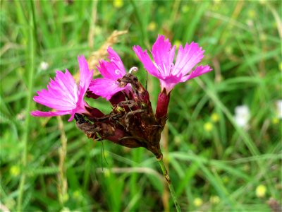 Kartäusernelke (Dianthus carthusianorum) bei Nußloch