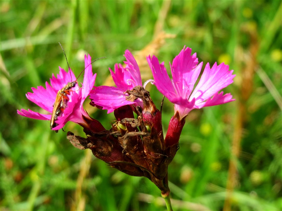 Kartäusernelke (Dianthus carthusianorum) bei Nußloch