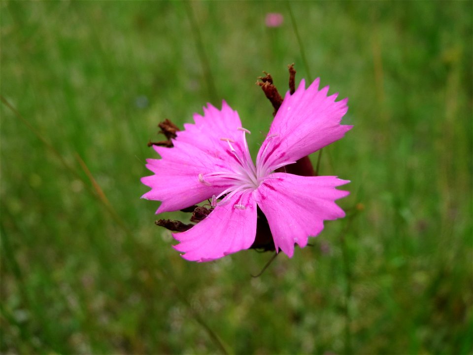 Kartäusernelke (Dianthus carthusianorum) im Schwetzinger Hardt - an der Bahnstrecke Mannheim-Karlsruhe findet sich ein kleines Sandmagerrasen-Biotop mit typischer Binnendünen-Vegetation. Insbesondere 