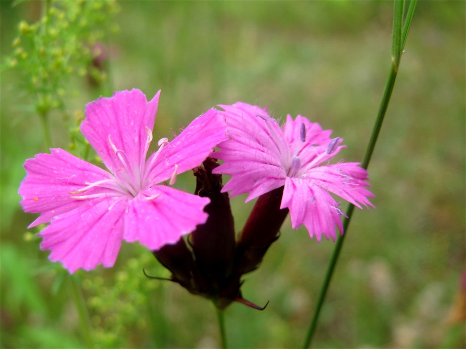 Kartäusernelke (Dianthus carthusianorum) im Schwetzinger Hardt - an der Bahnstrecke Mannheim-Karlsruhe findet sich ein kleines Sandmagerrasen-Biotop mit typischer Binnendünen-Vegetation. Insbesondere 