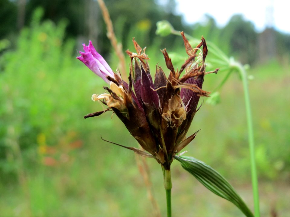Kartäusernelke (Dianthus carthusianorum) im Schwetzinger Hardt - an der Bahnstrecke Mannheim-Karlsruhe findet sich ein kleines Sandmagerrasen-Biotop mit typischer Binnendünen-Vegetation. Insbesondere 