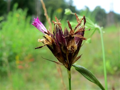 Kartäusernelke (Dianthus carthusianorum) im Schwetzinger Hardt - an der Bahnstrecke Mannheim-Karlsruhe findet sich ein kleines Sandmagerrasen-Biotop mit typischer Binnendünen-Vegetation. Insbesondere 