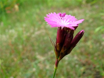 Kartäusernelke (Dianthus carthusianorum) im Schwetzinger Hardt - an der Bahnstrecke Mannheim-Karlsruhe findet sich ein kleines Sandmagerrasen-Biotop mit typischer Binnendünen-Vegetation. Insbesondere 