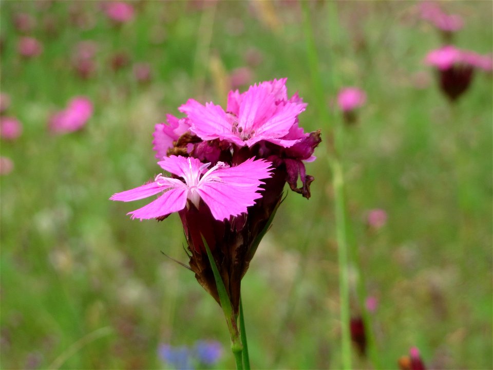 Kartäusernelke (Dianthus carthusianorum) im Schwetzinger Hardt - an der Bahnstrecke Mannheim-Karlsruhe findet sich ein kleines Sandmagerrasen-Biotop mit typischer Binnendünen-Vegetation. Insbesondere 