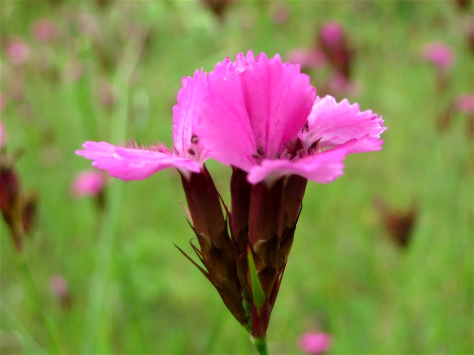 Kartäusernelke (Dianthus carthusianorum) im Schwetzinger Hardt - an der Bahnstrecke Mannheim-Karlsruhe findet sich ein kleines Sandmagerrasen-Biotop mit typischer Binnendünen-Vegetation. Insbesondere 