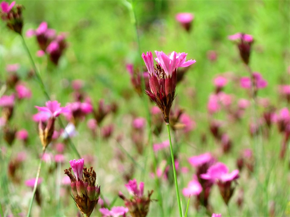 Kartäusernelke (Dianthus carthusianorum) im Schwetzinger Hardt - an der Bahnstrecke Mannheim-Karlsruhe findet sich ein kleines Sandmagerrasen-Biotop mit typischer Binnendünen-Vegetation. Insbesondere 