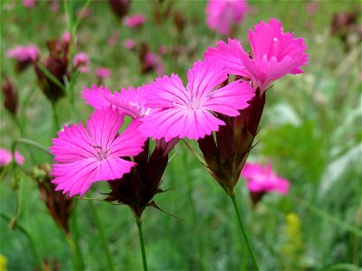 Kartäusernelke (Dianthus carthusianorum) im Schwetzinger Hardt - an der Bahnstrecke Mannheim-Karlsruhe findet sich ein kleines Sandmagerrasen-Biotop mit typischer Binnendünen-Vegetation. Insbesondere 