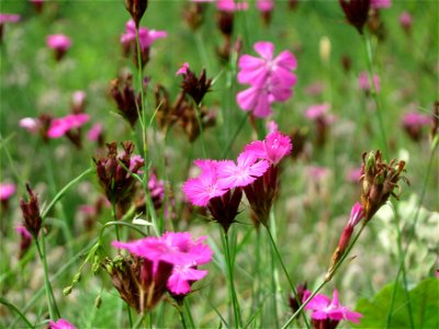 Kartäusernelke (Dianthus carthusianorum) im Schwetzinger Hardt - an der Bahnstrecke Mannheim-Karlsruhe findet sich ein kleines Sandmagerrasen-Biotop mit typischer Binnendünen-Vegetation. Insbesondere 