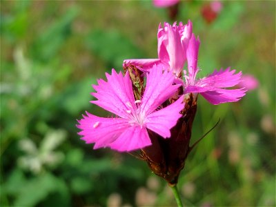 Kartäusernelke (Dianthus carthusianorum) im Schwetzinger Hardt - an der Bahnstrecke Mannheim-Karlsruhe findet sich ein kleines Sandmagerrasen-Biotop mit typischer Binnendünen-Vegetation. Insbesondere 