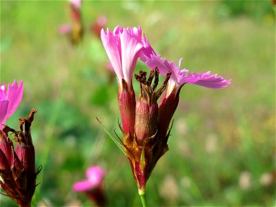 Kartäusernelke (Dianthus carthusianorum) im Schwetzinger Hardt - an der Bahnstrecke Mannheim-Karlsruhe findet sich ein kleines Sandmagerrasen-Biotop mit typischer Binnendünen-Vegetation. Insbesondere 