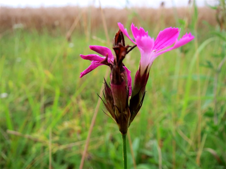 Kartäusernelke (Dianthus carthusianorum) an der Elisabethenstraße bei Wiesbaden