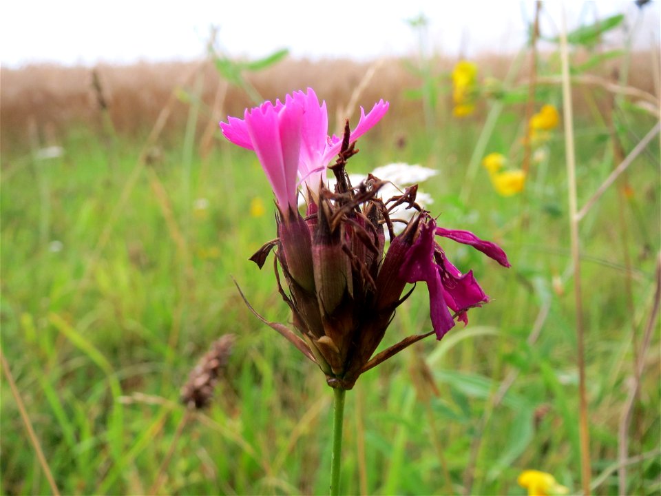 Kartäusernelke (Dianthus carthusianorum) an der Elisabethenstraße bei Wiesbaden