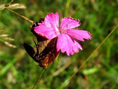 Kartäusernelke (Dianthus carthusianorum) im Schwetzinger Hardt - an der Bahnstrecke Mannheim-Karlsruhe findet sich ein kleines Sandmagerrasen-Biotop mit typischer Binnendünen-Vegetation