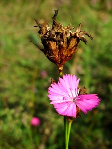 Kartäusernelke (Dianthus carthusianorum) im Schwetzinger Hardt - an der Bahnstrecke Mannheim-Karlsruhe findet sich ein kleines Sandmagerrasen-Biotop mit typischer Binnendünen-Vegetation