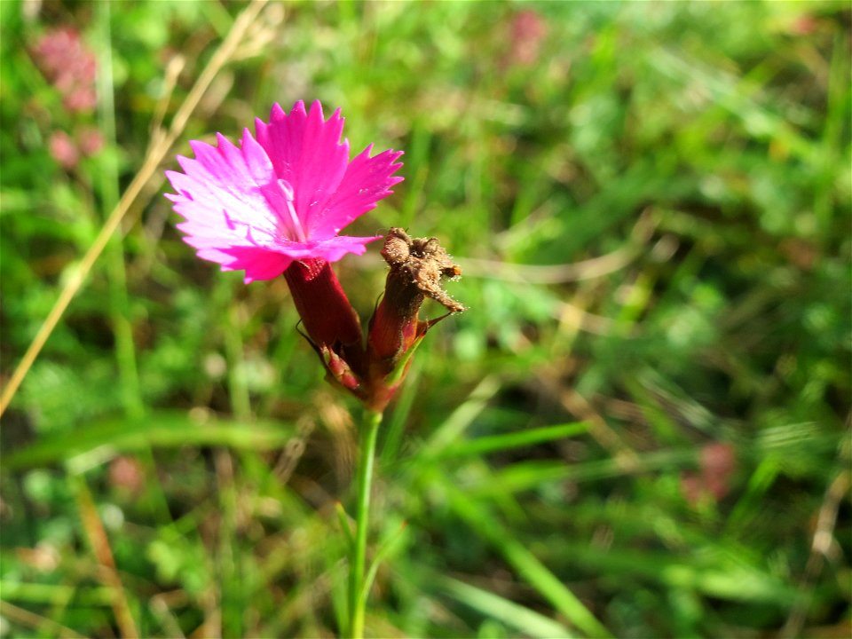 Kartäusernelke (Dianthus carthusianorum) im Schwetzinger Hardt - an der Bahnstrecke Mannheim-Karlsruhe findet sich ein kleines Sandmagerrasen-Biotop mit typischer Binnendünen-Vegetation