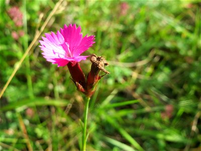 Kartäusernelke (Dianthus carthusianorum) im Schwetzinger Hardt - an der Bahnstrecke Mannheim-Karlsruhe findet sich ein kleines Sandmagerrasen-Biotop mit typischer Binnendünen-Vegetation