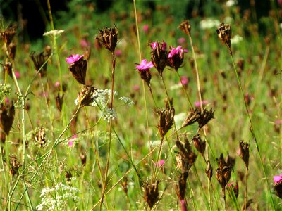 Kartäusernelke (Dianthus carthusianorum) im Schwetzinger Hardt - an der Bahnstrecke Mannheim-Karlsruhe findet sich ein kleines Sandmagerrasen-Biotop mit typischer Binnendünen-Vegetation