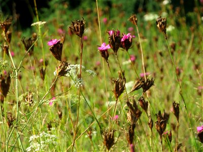 Kartäusernelke (Dianthus carthusianorum) im Schwetzinger Hardt - an der Bahnstrecke Mannheim-Karlsruhe findet sich ein kleines Sandmagerrasen-Biotop mit typischer Binnendünen-Vegetation photo