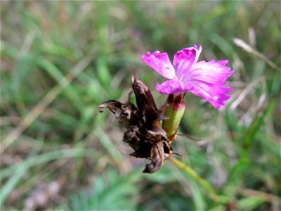 Kartäusernelke (Dianthus carthusianorum) im Schwetzinger Hardt - an der Bahnstrecke Mannheim-Karlsruhe findet sich ein kleines Sandmagerrasen-Biotop mit typischer Binnendünen-Vegetation photo