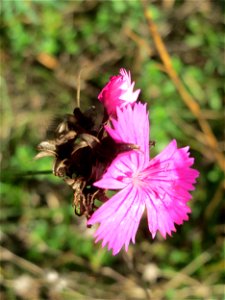 Kartäusernelke (Dianthus carthusianorum) im Schwetzinger Hardt - an der Bahnstrecke Mannheim-Karlsruhe findet sich ein kleines Sandmagerrasen-Biotop mit typischer Binnendünen-Vegetation