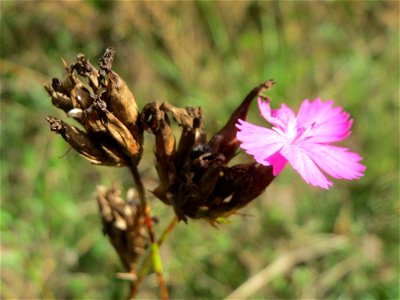 Kartäusernelke (Dianthus carthusianorum) im Schwetzinger Hardt - an der Bahnstrecke Mannheim-Karlsruhe findet sich ein kleines Sandmagerrasen-Biotop mit typischer Binnendünen-Vegetation photo