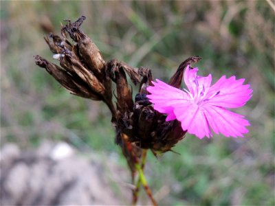 Kartäusernelke (Dianthus carthusianorum) im Schwetzinger Hardt - an der Bahnstrecke Mannheim-Karlsruhe findet sich ein kleines Sandmagerrasen-Biotop mit typischer Binnendünen-Vegetation