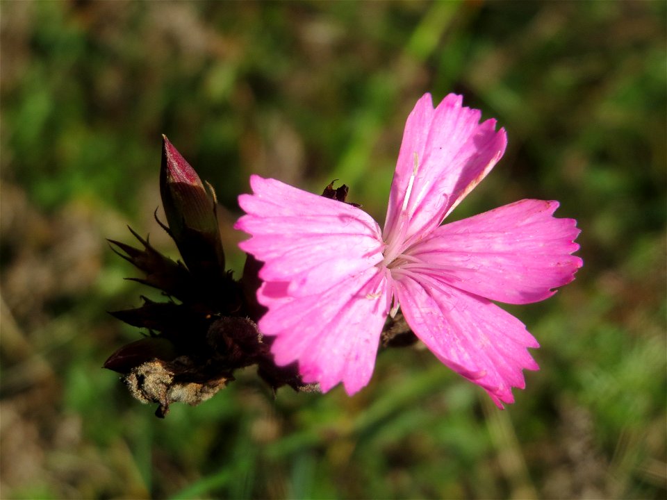 Kartäusernelke (Dianthus carthusianorum) im Schwetzinger Hardt - an der Bahnstrecke Mannheim-Karlsruhe findet sich ein kleines Sandmagerrasen-Biotop mit typischer Binnendünen-Vegetation