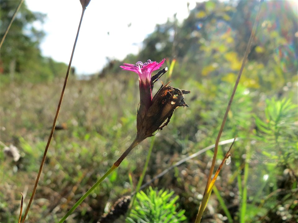 Kartäusernelke (Dianthus carthusianorum) in der Schwetzinger Hardt - an der Bahnstrecke Mannheim-Karlsruhe findet sich ein kleines Sandmagerrasen-Biotop mit typischer Binnendünen-Vegetation