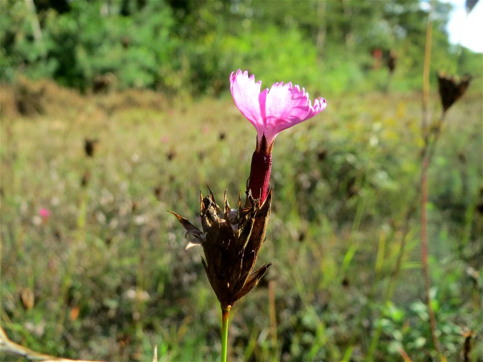 Kartäusernelke (Dianthus carthusianorum) im Schwetzinger Hardt - an der Bahnstrecke Mannheim-Karlsruhe findet sich ein kleines Sandmagerrasen-Biotop mit typischer Binnendünen-Vegetation