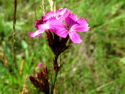Kartäusernelke (Dianthus carthusianorum) in der Schwetzinger Hardt - an der Bahnstrecke Mannheim-Karlsruhe findet sich ein kleines Sandmagerrasen-Biotop mit typischer Binnendünen-Vegetation