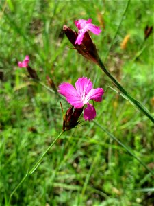 Kartäusernelke (Dianthus carthusianorum) in der Schwetzinger Hardt - an der Bahnstrecke Mannheim-Karlsruhe findet sich ein kleines Sandmagerrasen-Biotop mit typischer Binnendünen-Vegetation