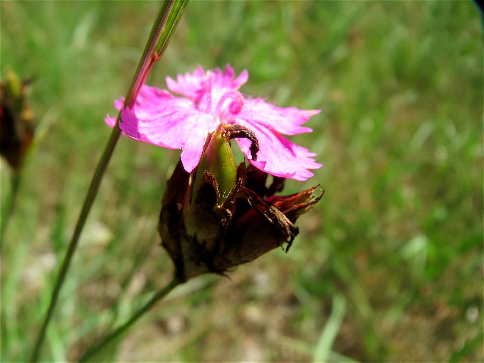 Karthäuser-Nelke (Dianthus carthusianorum) am Rheindamm bei Rheinhausen