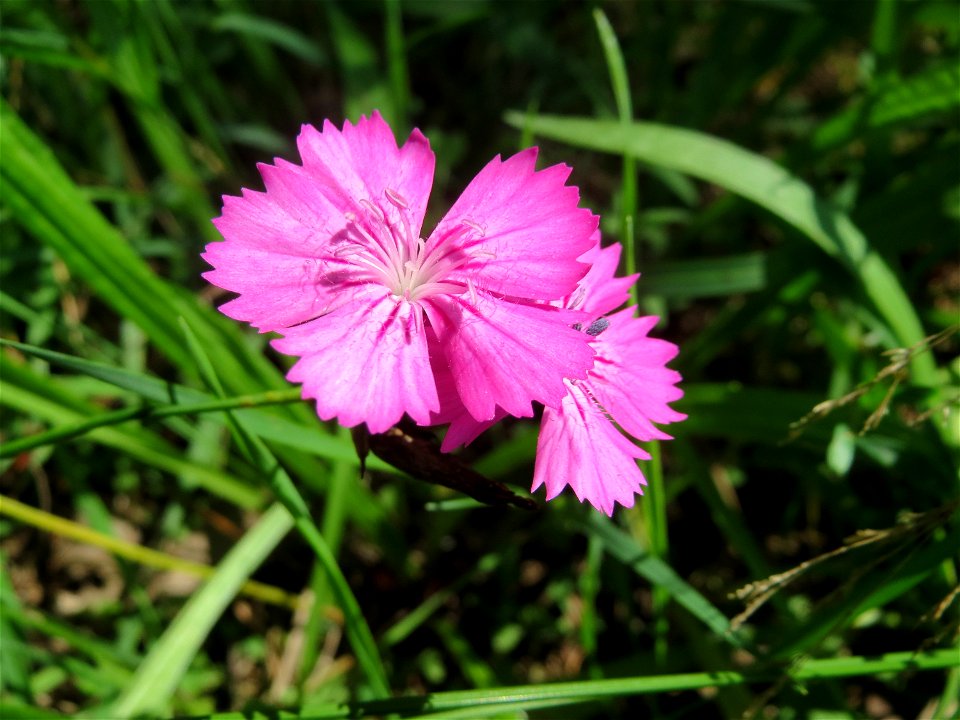 Karthäuser-Nelke (Dianthus carthusianorum) auf dem Dreieichenbuckel - Teilbereich vom Naturschutzgebiet „Oftersheimer Dünen“