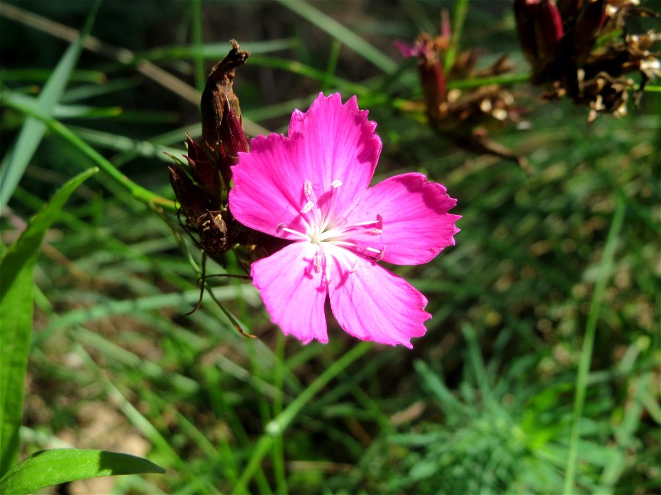 Karthäuser-Nelke (Dianthus carthusianorum) auf dem Dreieichenbuckel - Teilbereich vom Naturschutzgebiet „Oftersheimer Dünen“