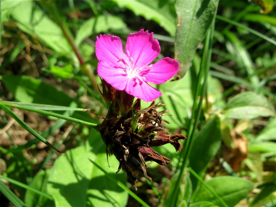 Karthäuser-Nelke (Dianthus carthusianorum) auf dem Dreieichenbuckel - Teilbereich vom Naturschutzgebiet „Oftersheimer Dünen“