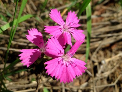 Karthäuser-Nelke (Dianthus carthusianorum) auf dem Dreieichenbuckel - Teilbereich vom Naturschutzgebiet „Oftersheimer Dünen“