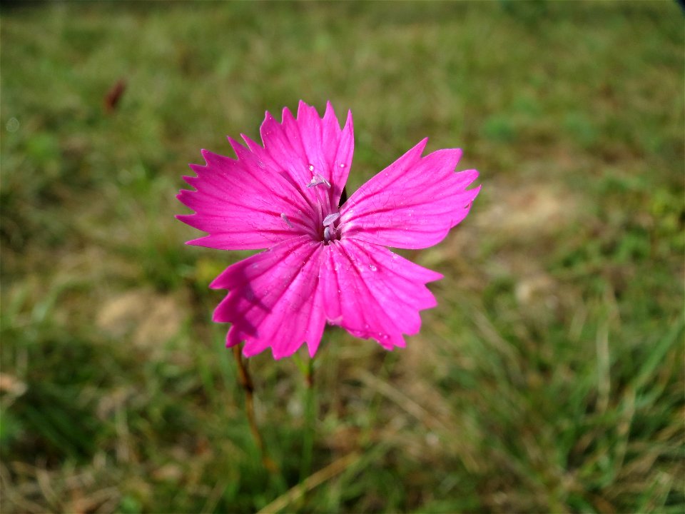 Kartäusernelke (Dianthus carthusianorum) auf dem Feldherrenhügel, Teilgebiet vom Naturschutzgebiet „Oftersheimer Dünen“