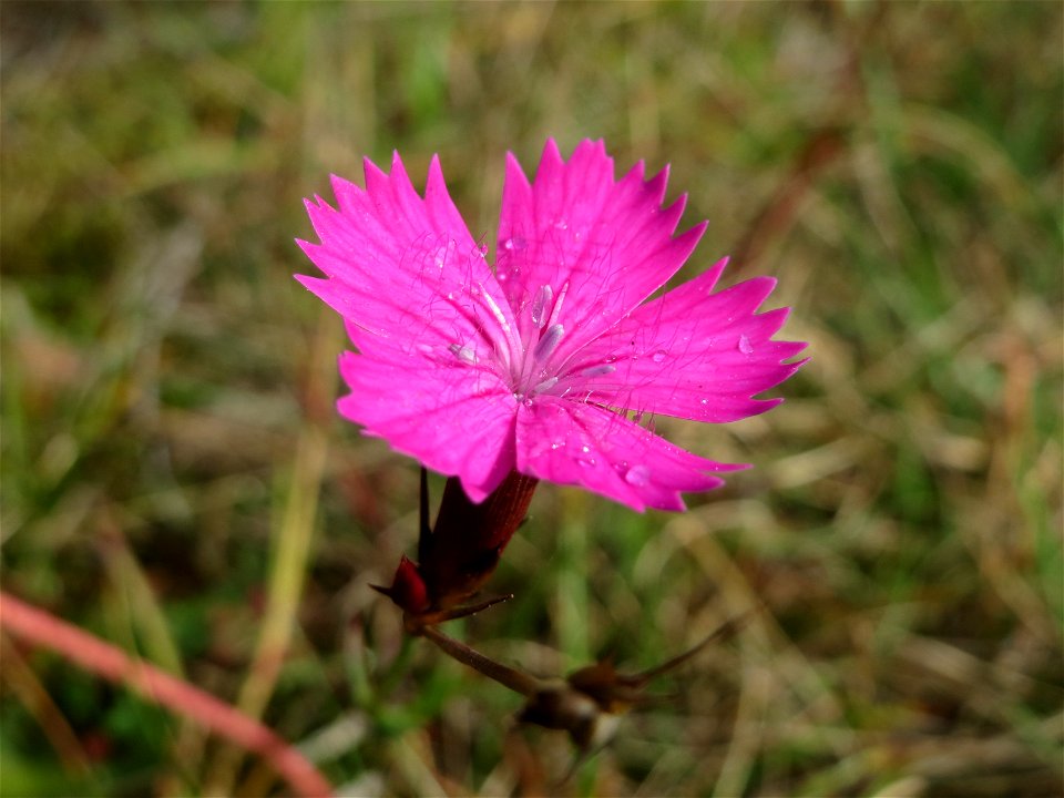 Kartäusernelke (Dianthus carthusianorum) auf dem Feldherrenhügel, Teilgebiet vom Naturschutzgebiet „Oftersheimer Dünen“