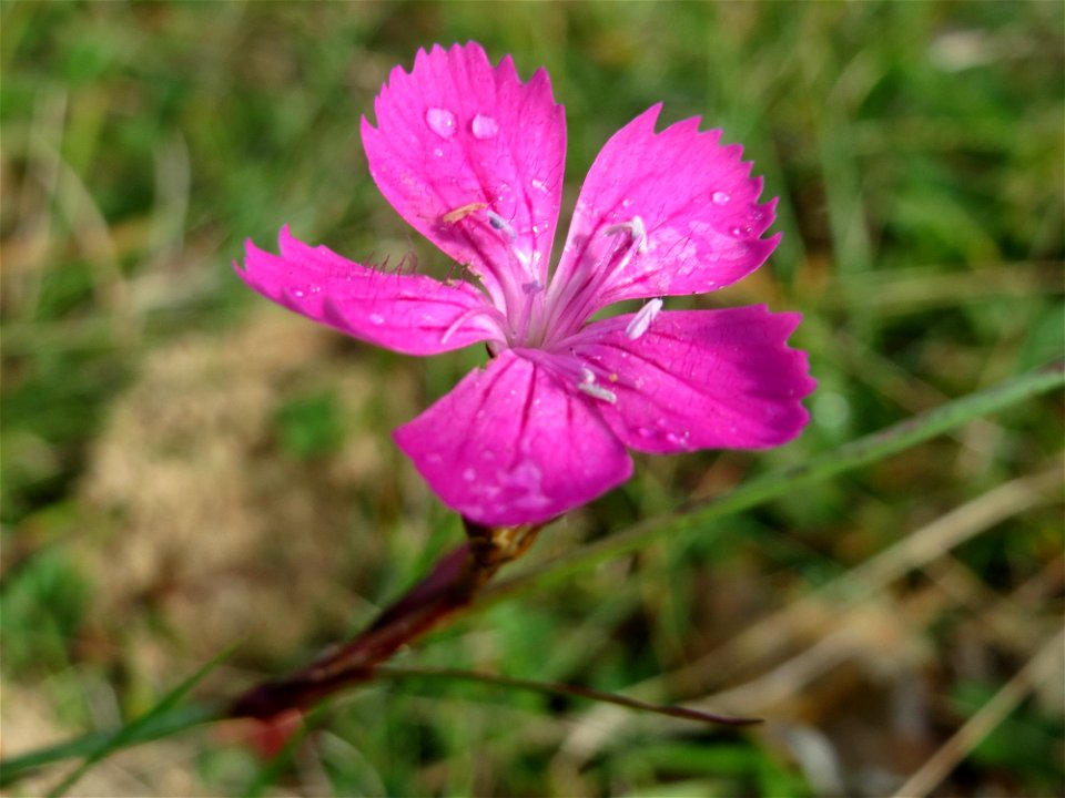 Kartäusernelke (Dianthus carthusianorum) auf dem Feldherrenhügel, Teilgebiet vom Naturschutzgebiet „Oftersheimer Dünen“