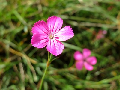 Kartäusernelke (Dianthus carthusianorum) auf dem Feldherrenhügel, Teilgebiet vom Naturschutzgebiet „Oftersheimer Dünen“