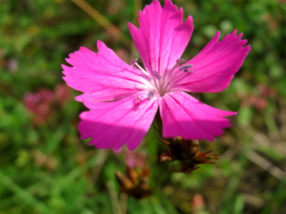 Kartäusernelke (Dianthus carthusianorum) in der Schwetzinger Hardt an einem Randstreifen der Bahnstrecke Mannheim-Karlsruhe mit typischer Binnendünen-Vegetation