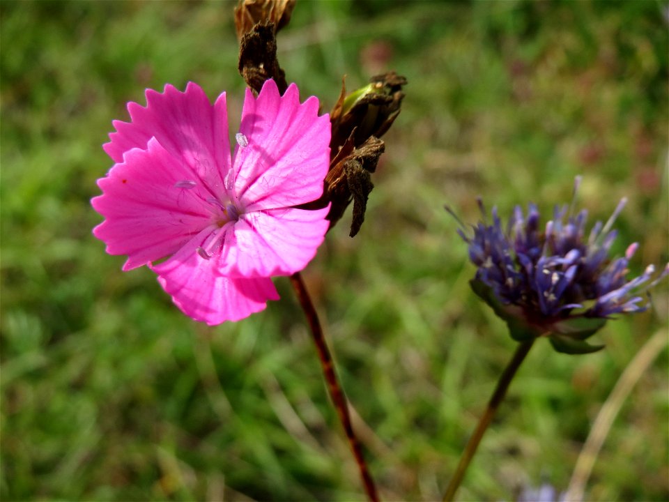 Kartäusernelke (Dianthus carthusianorum) in der Schwetzinger Hardt an einem Randstreifen der Bahnstrecke Mannheim-Karlsruhe mit typischer Binnendünen-Vegetation