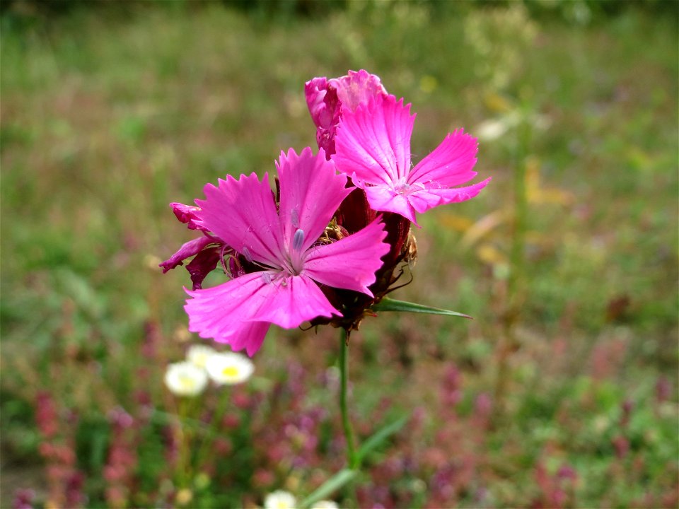 Kartäusernelke (Dianthus carthusianorum) in der Schwetzinger Hardt an einem Randstreifen der Bahnstrecke Mannheim-Karlsruhe mit typischer Binnendünen-Vegetation